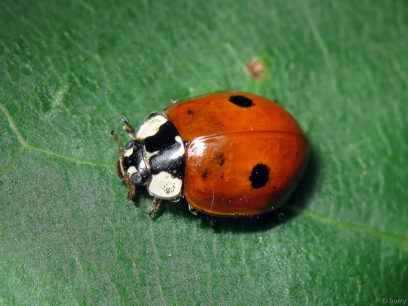 Adalia bipunctata (Linnaeus, 1758)